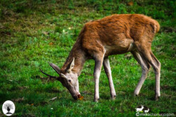 Cervo giovane mangia foglia