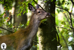 Cervo di lato nel bosco