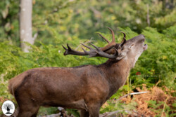 Cervo maschio al bramito nella Riserva Naturale Acquerino Cantagallo