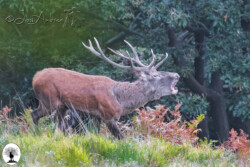 Cervo maschio bramito bosco