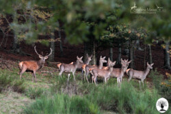 Cervo maschio con gruppo di femmine