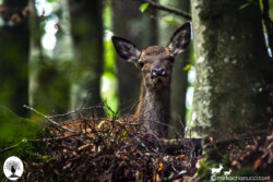 Cervo seduto nella foresta della Riserva Naturale Acquerino Cantagallo