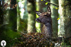 Cervo seduto nella foresta