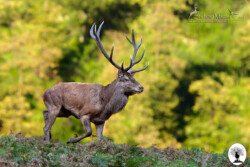 Cervo che cammina con sfondo alberi