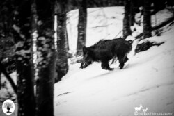 Cinghiale in corsa bianco e nero