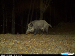 Cinghiale fototrappola