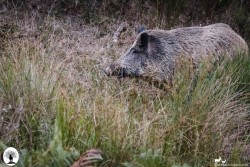 Cinghiale grande dietro l'erba