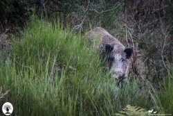 Cinghiale si nasconde dietro l'erba