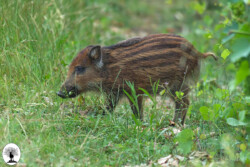 Piccolo di cinghiale su prato
