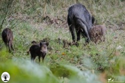 Piccolo di cinghiale con famiglia