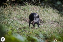 Cinghiale nella Riserva Naturale Acquerino Cantagallo