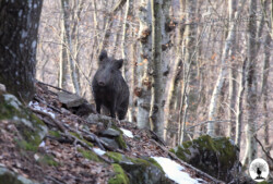 Cinghiale nella Riserva Naturale Acquerino Cantagallo