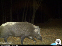 Cinghiale grande vicino fototrappola