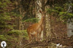Daino che si affaccia dal bosco