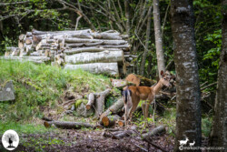 Daino che ritorna nel bosco guardando indietro