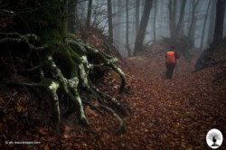 Escursione nella Riserva albero radici