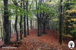 Faggi alla Collina