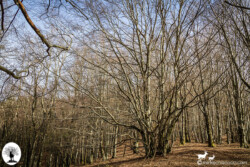 Grande faggio in autunno