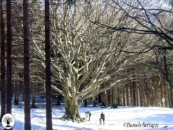 Faggione di Luogomano intero in inverno
