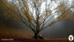 Faggione di Luogomano nebbia