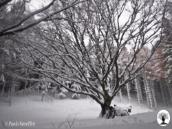 Faggione di Luogomano neve bike