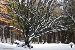 Faggione di Luogomano ricoperto di neve