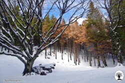 Faggione di Luogomano con neve