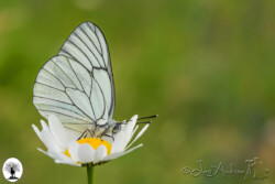 Farfalla su fiore nella Riserva Naturale Acquerino Cantagallo