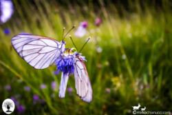Coppia di farfalle su fiore