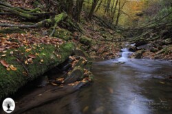 Fiume nel bosco della Riserva Naturale Acquerino Cantagallo