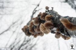 Funghi che crescono sull'albero visti dal basso