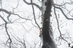 Piccoli funghi su tronco con nebbia