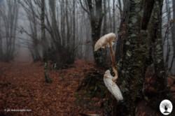 Grande fungo su albero nel bosco con pioggia