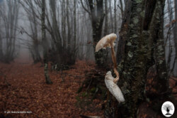 Grande fungo su albero nel bosco con pioggia