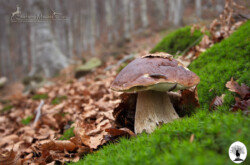 Lumache sopra fungo nel bosco in autunno
