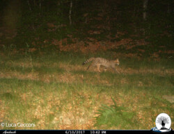 Gatto selvatico che cammina fototrappola
