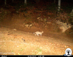 Gatto selvatico sentiero riserva