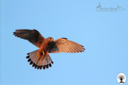 Gheppio in volo nella Riserva Naturale Acquerino Cantagallo