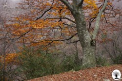 Grande albero autunno foglie colorate