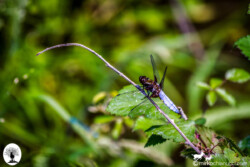 Insetto su ramo nella Riserva Naturale Acquerino Cantagallo