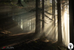 Luce del sole che fitlra tra gli alberi del bosco