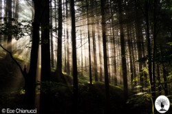 Luce del sole tra gli alberi della Riserva Naturale Acquerino Cantagallo