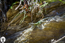 Lucertola su roccia nella Riserva Naturale Acquerino Cantagallo