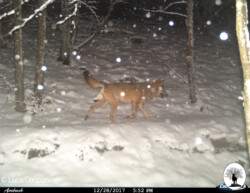 Lupo che cammina su neve con fiocchi di neve