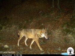 Lupo solitario fototrappola