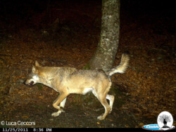 Lupo vicino fototrappola