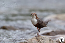 Merlo Acquaiolo nella Riserva Naturale Acquerino Cantagallo
