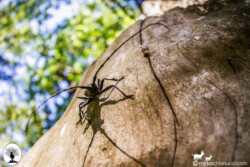 Morimus Asper visto di fronte