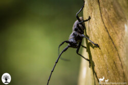 Morimus Asper su tronco
