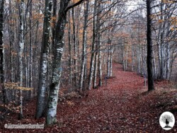 Alberi al Passo degli Acquiputoli
